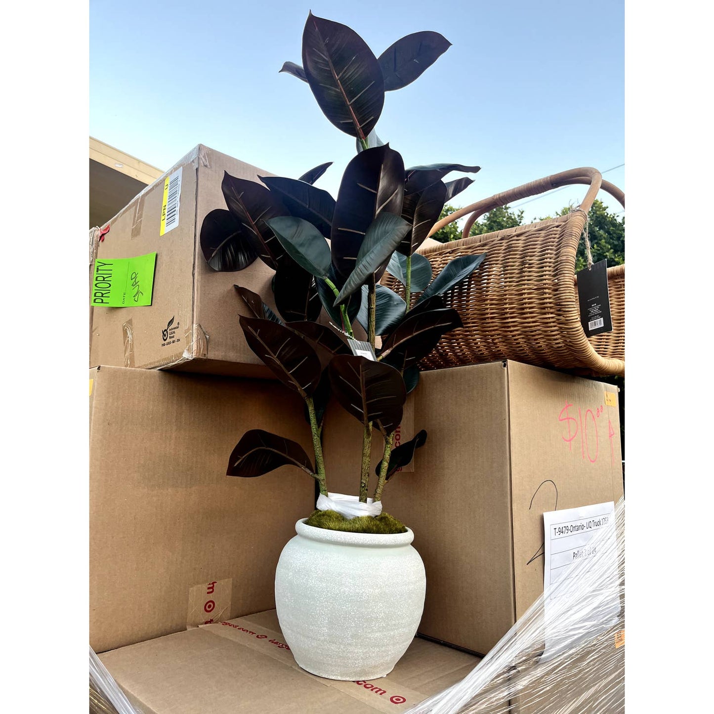 Studio McGee 35" Faux Rubber Tree • Threshold